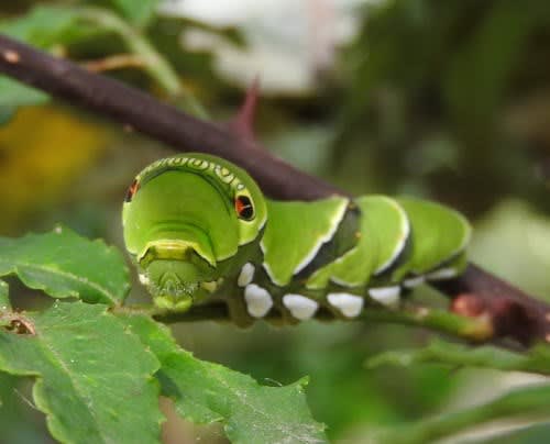 アゲハチョウ 揚羽蝶 の終齢幼虫 ｍｔ７７のｂｌｏｇ