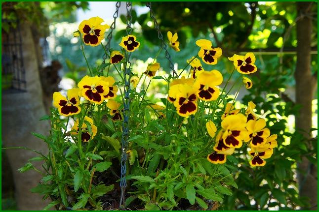 スカシユリ アイライン Hiroの花便り