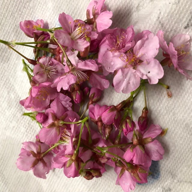 桜の塩漬けを河津桜で作っています 婆ちゃんねる