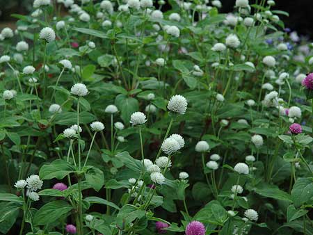 少し虫に食われた薄紫色のセンニチコウ