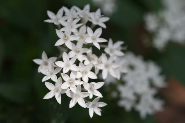 ペンタス 地上に星をもたらした花は11月5日の誕生花 Aiグッチ のつぶやき