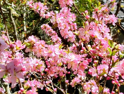 庭の花木 3月 ニワウメ ピンクユキヤナギ タイリンミツマタ 他 花と徒然なるままに