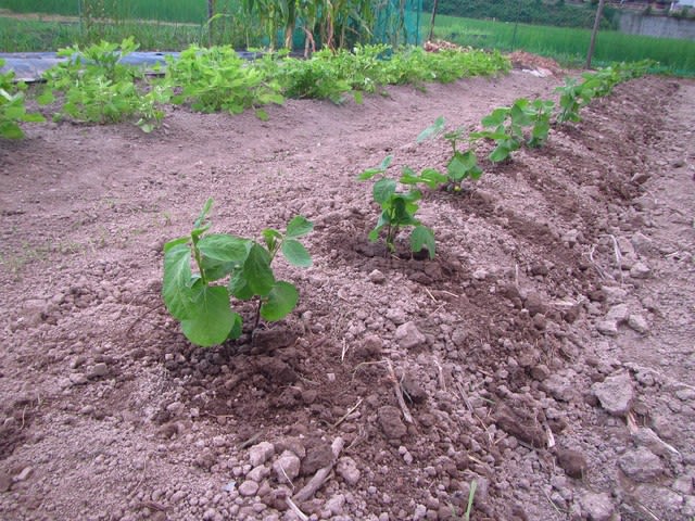 丹波黒大豆 枝豆 の植え付け 大好き 野菜の時間