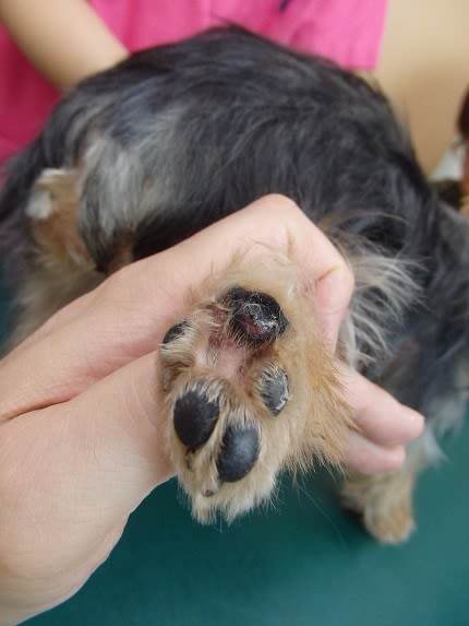 犬の肉球の怪我 Ch3997 写真共有 Goo Blog フォトチャンネル