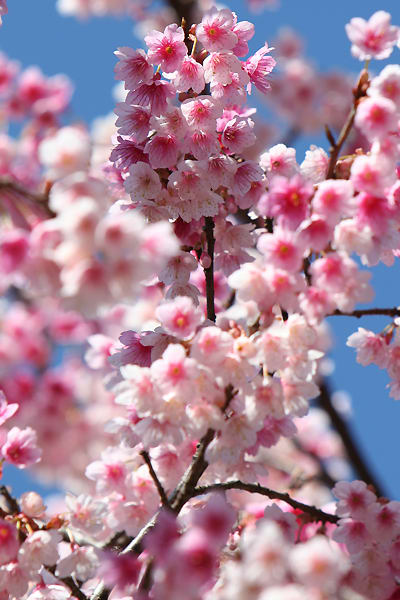 緋寒桜の薄紅色のシャワー - vagabond の 徒然なるままに in ネリヤカナヤ