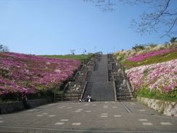 湘南国際村のつつじ