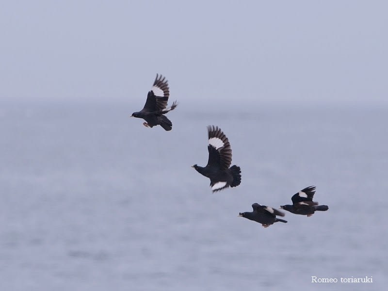 ハッカチョウ 飛んだ 気楽にとり 鳥 撮り 歩き