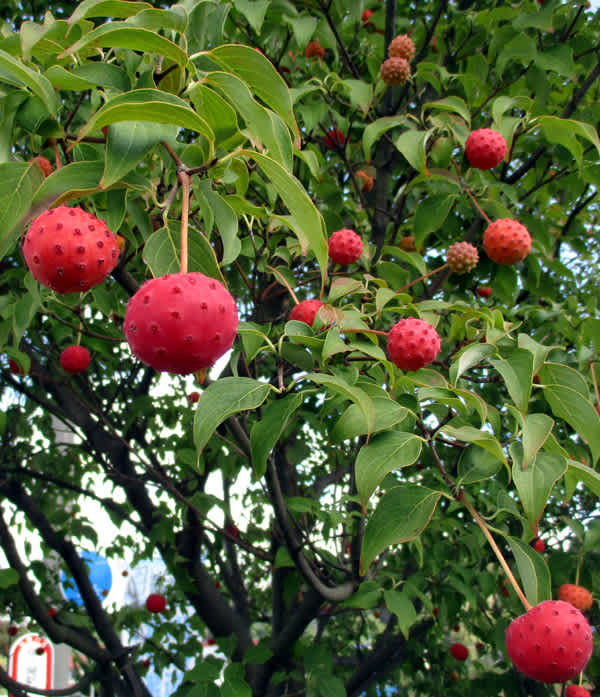 ヤマボウシの実 Kenharuの日記