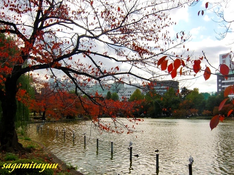 上野恩賜公園の不忍池 の紅葉も終焉の美しさに 相模太夫の旅録 Tabi Log