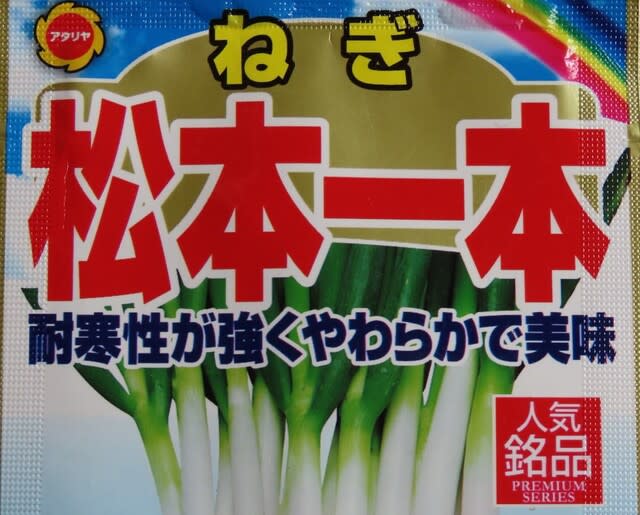 マツモトイッポンネギ（松本一本葱）の播種