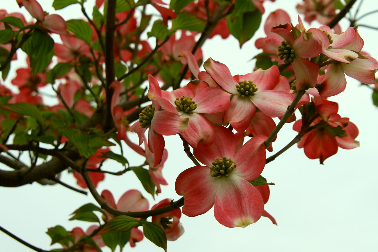 花水木　（赤ピンク）の画像