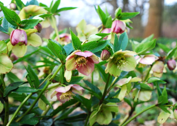 ２種類の色の花を持つ クリスマスローズ ジージのドイツ花便り