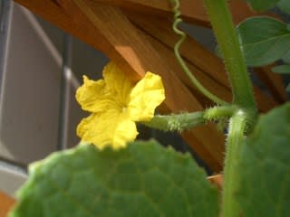 ピノキオきゅうり 受粉 ちいさなお野菜畑