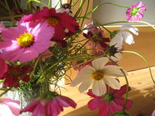 買い物下手 Peace のブログ