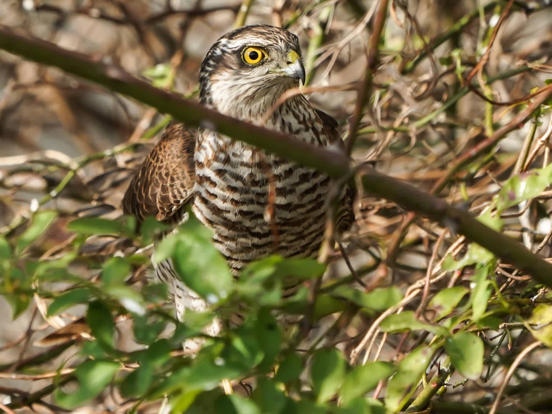 ハイタカ幼鳥 鳥さん こんにちは ハイタカ幼鳥 鳥さん こんにちは