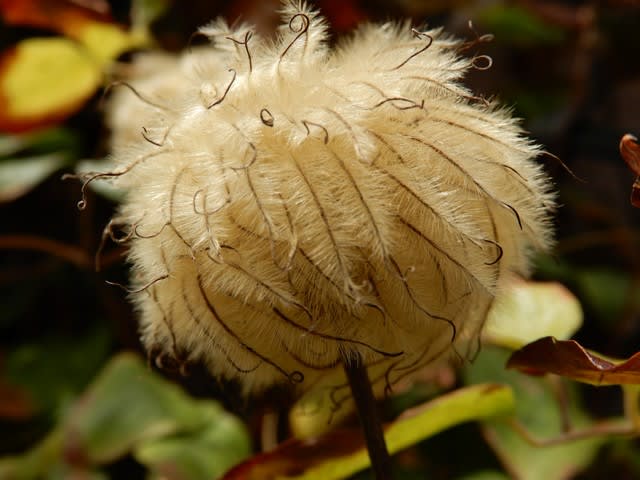 吹けば飛びそうな クレマチスの種 綿毛 植物大好き 出会い ときめき 癒し