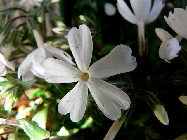５弁の白い花 EmuTAKの花ブログ