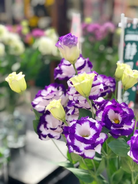 紫のトルコキキョウ 花のある生活