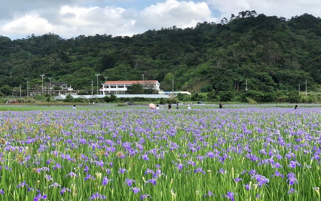 オクラレルカの花畑 沖縄の史跡と沖縄四季の花