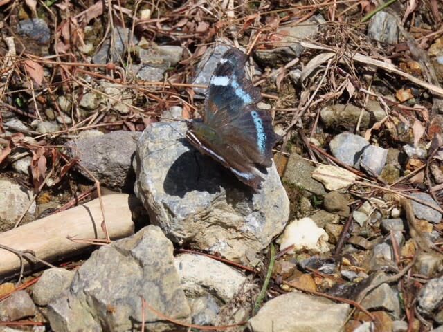 高ボッチ高原・鉢伏山で最近見る事の出来る昆虫　ルリタテハ（瑠璃立羽）