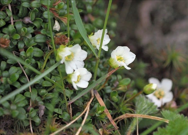 夏の八ヶ岳 出会った植物 山の花は友達