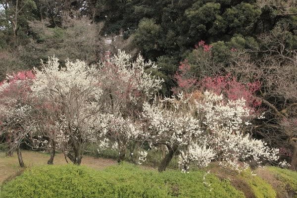 ２月初旬の小石川植物園 ２ 梅園の梅の色々 Granma のデジカメ写真日記