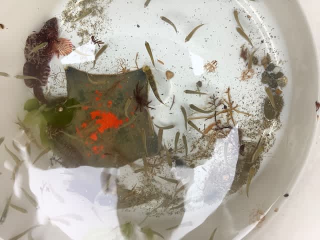 生物採取 水産生物部 山形県立加茂水産高等学校