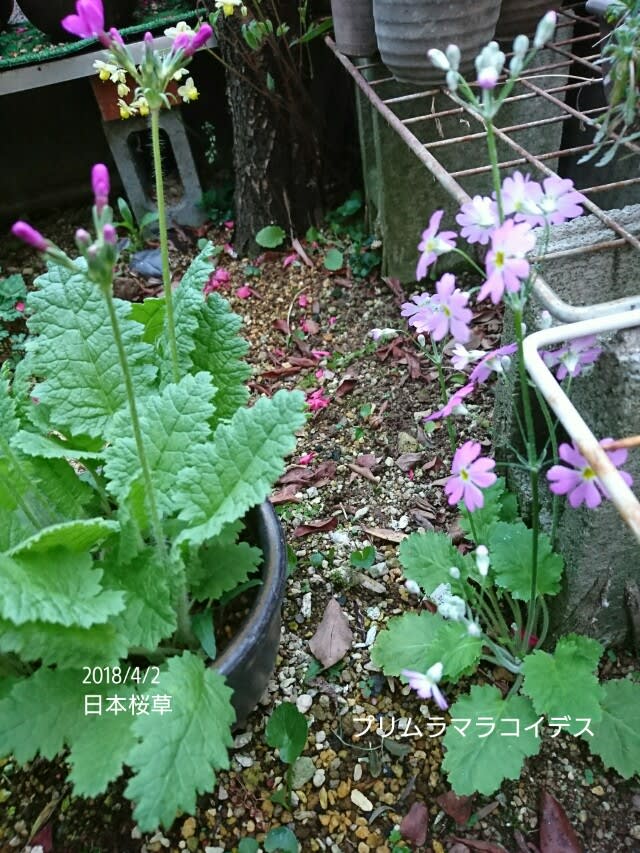 日本桜草と 西洋サクラソウ プリムラマラコイデス ニ輪草他 私のお庭