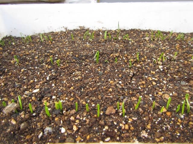 ４月１４日 ネギ発芽 ビギナーの家庭菜園