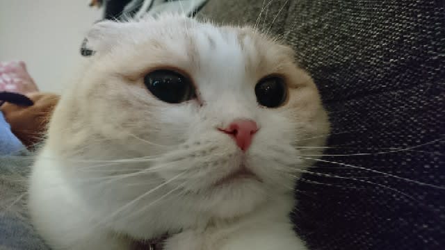 スコティッシュ・フォールドのひとりごと