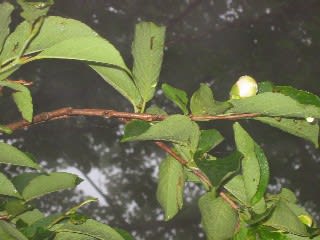 今がちょうど開花時期