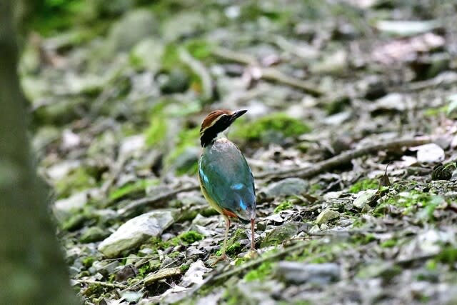 好きな場所シリーズ 宇治平等院と宇治川の鵜飼い 野鳥と野鳥写真 観察と展示