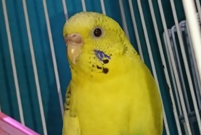 わたしの可愛い小鳥ちゃん 15羽のセキセイインコとの日記