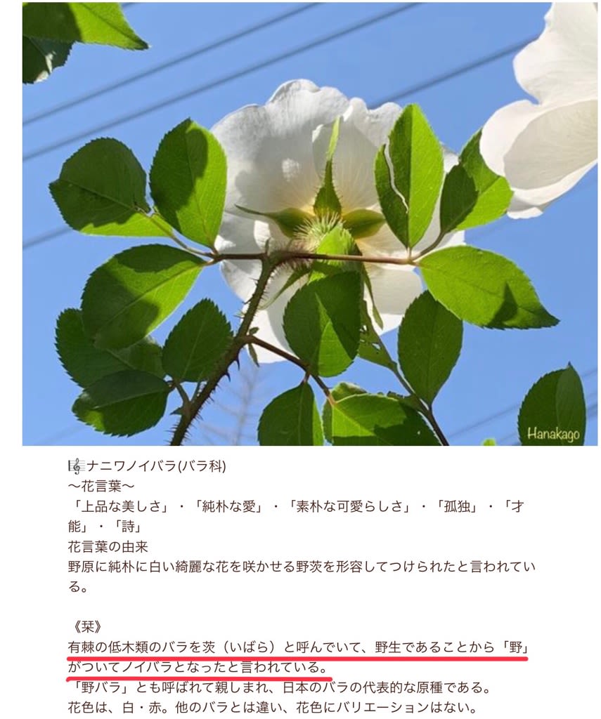 福ちゃんの散歩道 Iphone Proで遊ぶ 16ページ目 福ちゃんの散歩道 Iphone Proで遊ぶ 16ページ目