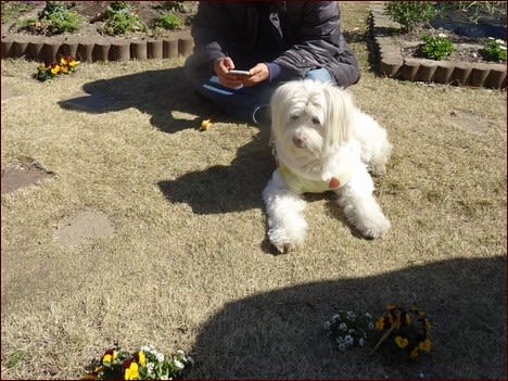 悩んでアーチ 座敷わらし犬とうさぎガーデン