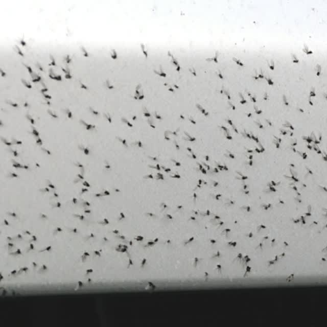 虫嫌いの方閲覧注意 雪虫だらけ 無農薬 はなにわやさい By Gardenfield 虫嫌いの方閲覧注意 雪虫だらけ 無農薬 はなにわやさい By Gardenfield