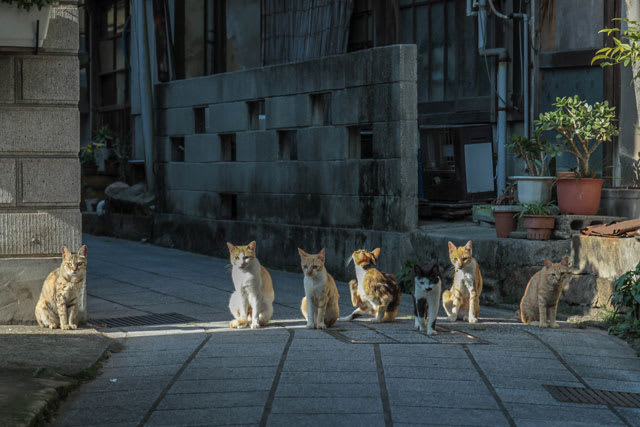 鞆の浦の猫さん 広島県福山市 おさかな Sぶろぐ