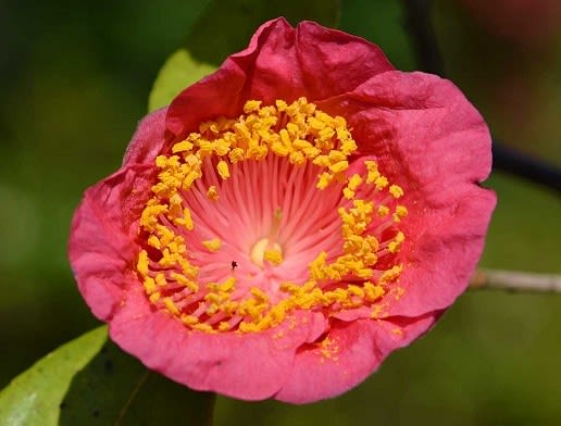 鉢植えの椿(21) 肥後椿の紅花 - Koba の庭~春夏秋冬 鉢植えの椿(21) 肥後椿の紅花 - Koba の庭~春夏秋冬