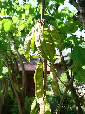木になる豆 春夏秋冬コツコツ手織