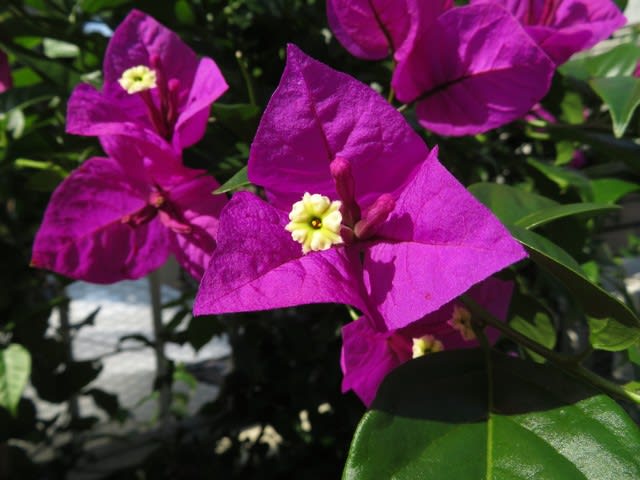 ブーゲンビリアと風雲急を告げる空 野の花 庭の花