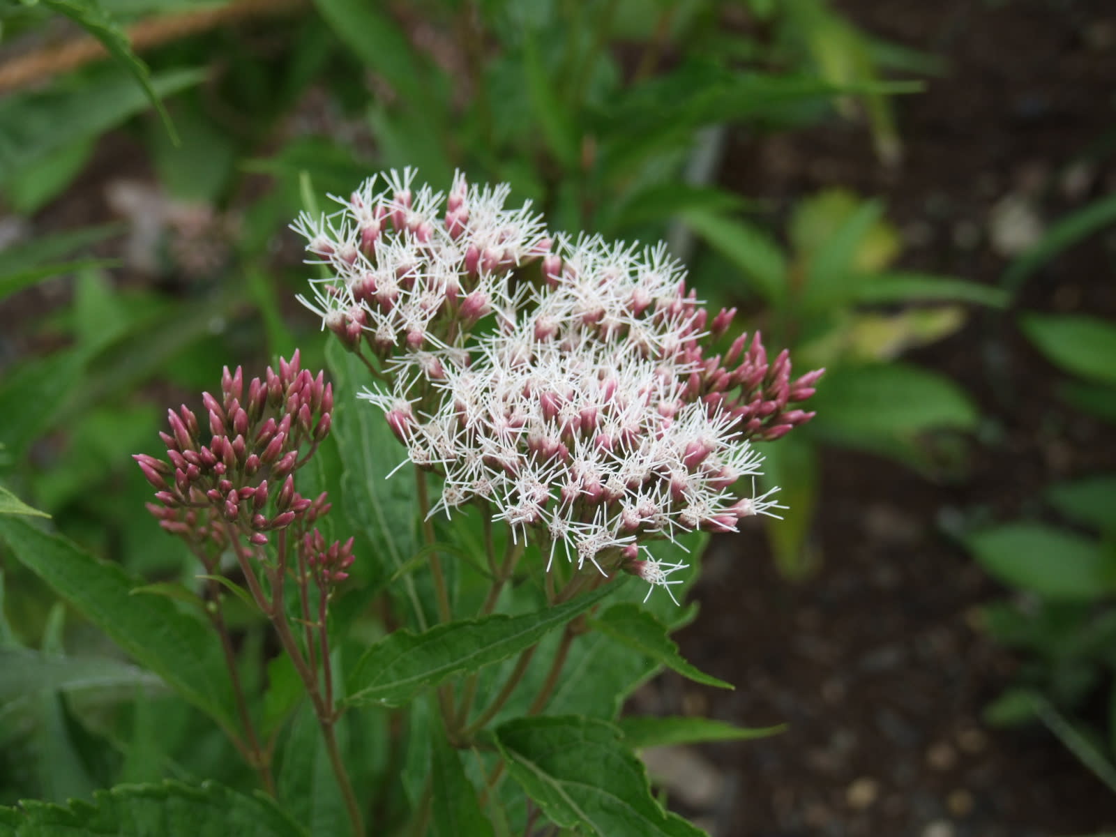 シマフジバカマ 沖縄産 季節の花