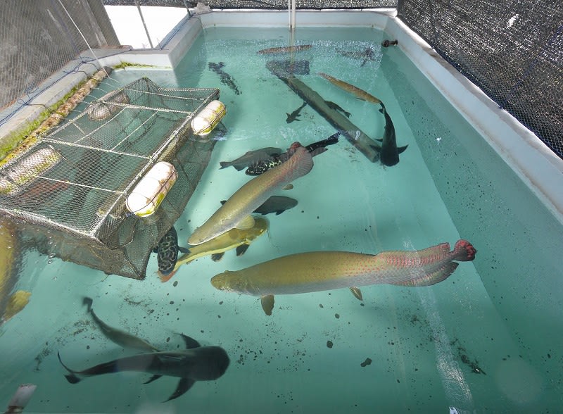 シルバーアロワナ飼育 断食はじまるよ 大型魚飼育 In 神秘の国インドネシア