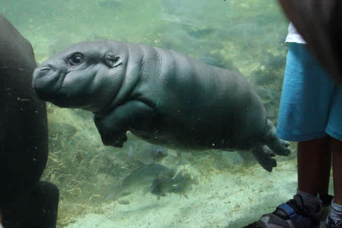 コビトカバの赤ちゃん Marigold Sky ３