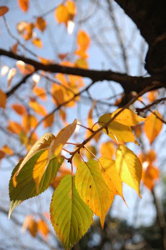 koyo0063.jpg: 桜の黄葉