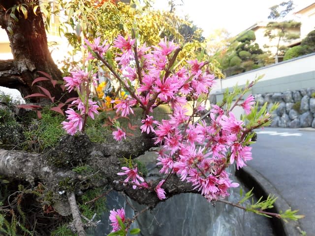 今日のお花 キクモモ 菊桃 Toshibouの花便り