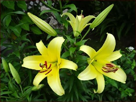 どれが仲間 マツバギクとマツバボタンとポーチュラカ 座敷わらし犬とうさぎガーデン