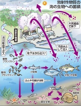 放射性物質の海の生物への蓄積 - 反原子力プラットフォーム