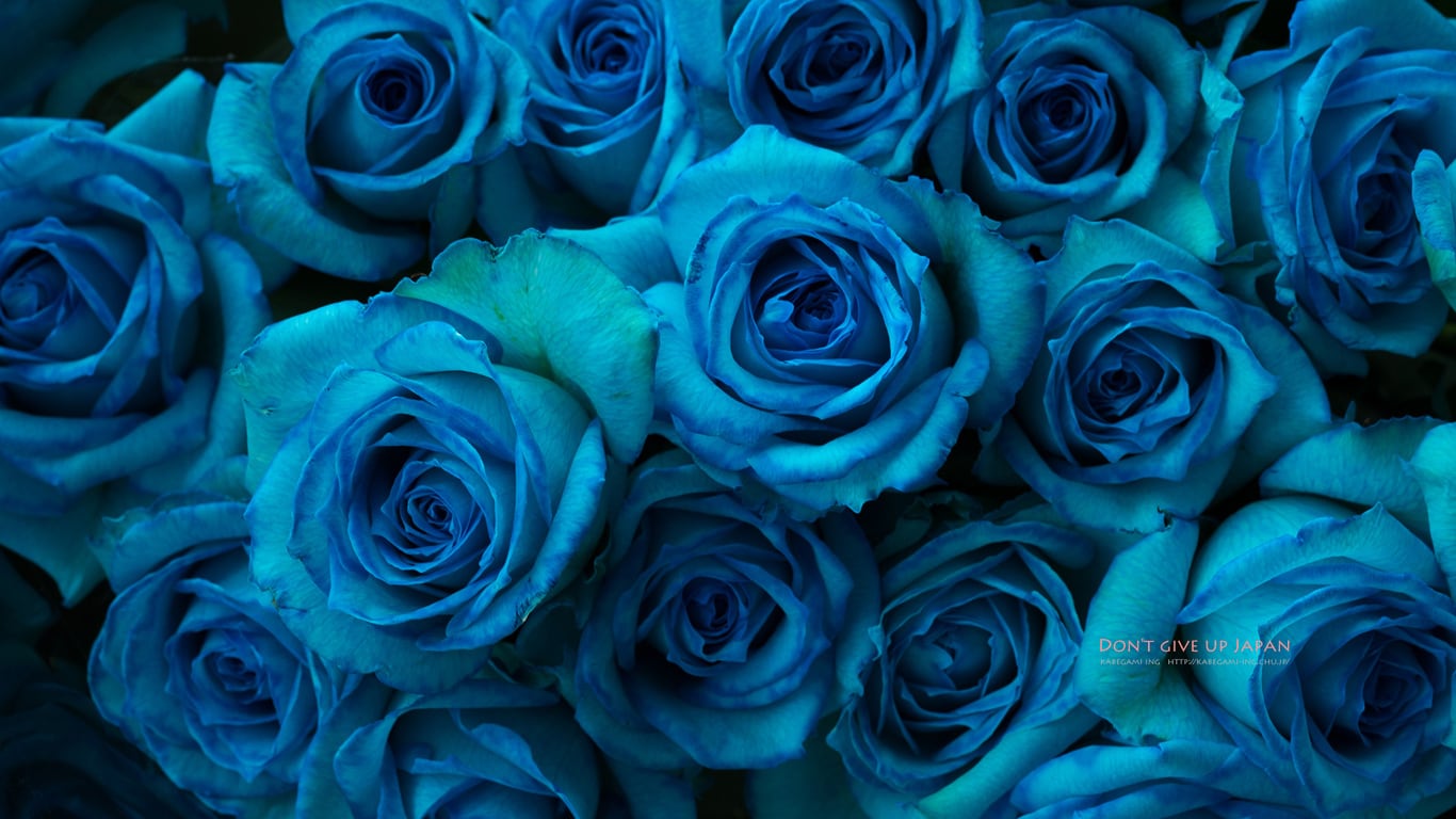 青薔薇の花束を 壁紙ing管理人の写真ブログ