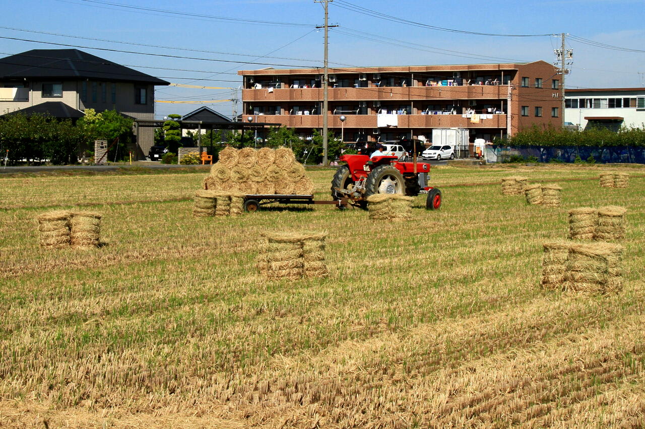 稲刈りが終わっての画像