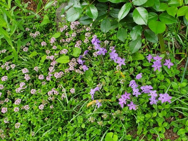 つるハナシノブと宿根フロックスそしてアジュガの咲く光景 - 四季彩ガーデンにようこそ